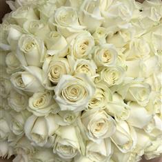 100 White Roses 
