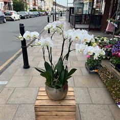 XL White Orchid Luxury Planter 