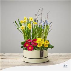 Dazzling Mixed Planted Hatbox
