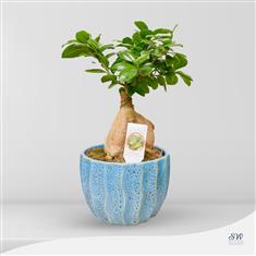 Ficus Bonsai - Blue