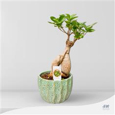 Ficus Bonsai - Green