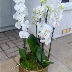 Large Luxury White Orchid in Pot