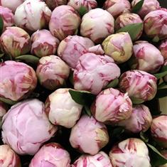 20 peonies with foliage