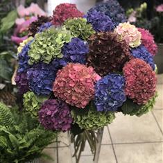 35 Hydrangeas in a vase 