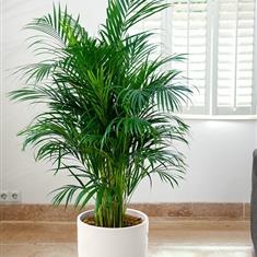 Areca Palm Plant