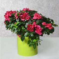 Azalea Plant Pink 