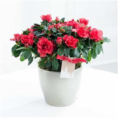 Azalea Plant Red