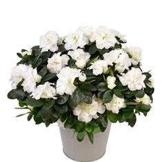 Azalea Plant White