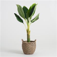 Banana Palm