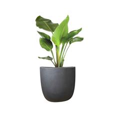 Birds of Paradise Granite Pot