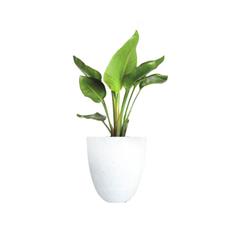 Birds of Paradise White Pot