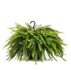 Boston Hanging Fern Large