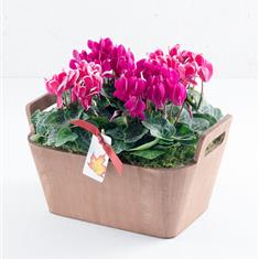 Cerise Cyclamen Trug