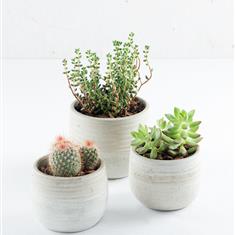 Charming Plant Trio