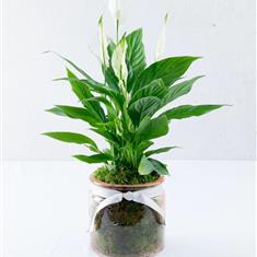 Chic Peace Lily Plant