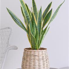 Chic Sansevieria Basket