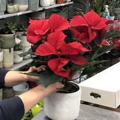 Christmas poinsettia in a pot