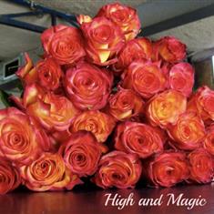 Colombian Roses 10 Stems