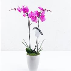 Divine Twin Stemmed Orchid