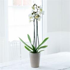 Double Stem White Orchid Plant