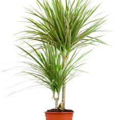 Dracena Double 