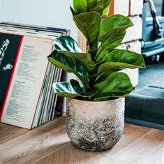 Fiddle Leaf Fig 