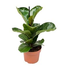 Fiddle Leaf Fig Bambino