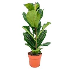 Fiddle Leaf Fig Large