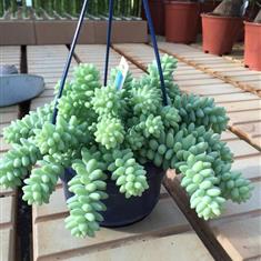 Hanging Burrito Succulent