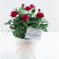 Happy Anniversary Rose Plant