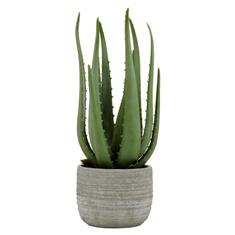 Large Aloe Vera Plant