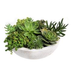 Large Bowl of Succulents