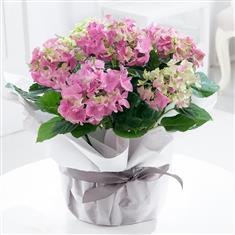 Large Gift Wrapped Pink Hydrangea Plant