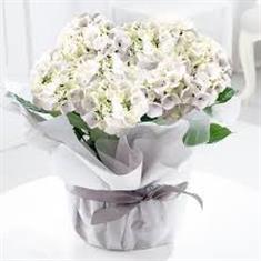 Large Gift Wrapped White Hydrangea Plant