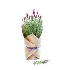 Lavender Plant