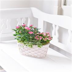 Mixed Planted Basket