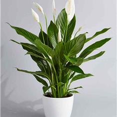 Peace Lily Large