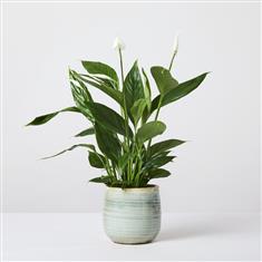 Peace Lily Medium