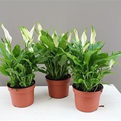 Peace Lily Small