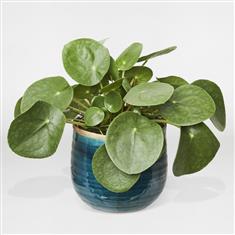 Pilea Money Plant