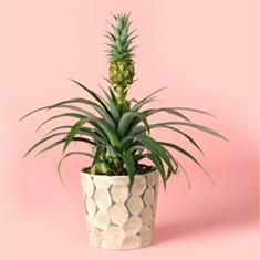 Pineapple Plant