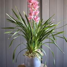 Pink Cymbidium Plant