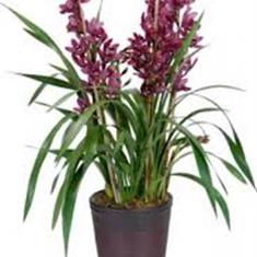 Purple Cymbidium Plant