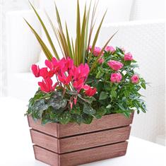 Rosy Autumn Planter