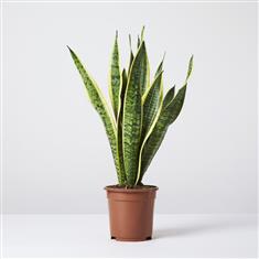 Sansevieria 