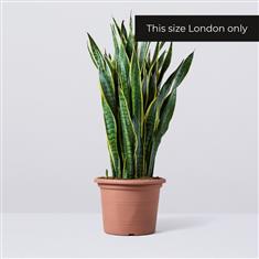 Sansevieria Extra Large