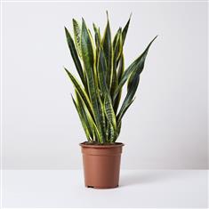 Sansevieria Large