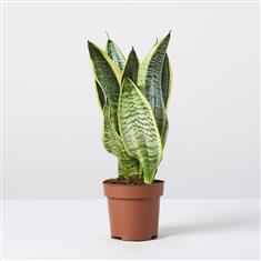 Sansevieria Plant