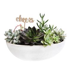 Succulent bowl