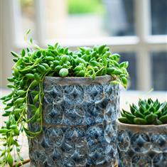 Terni Plant Pots Small